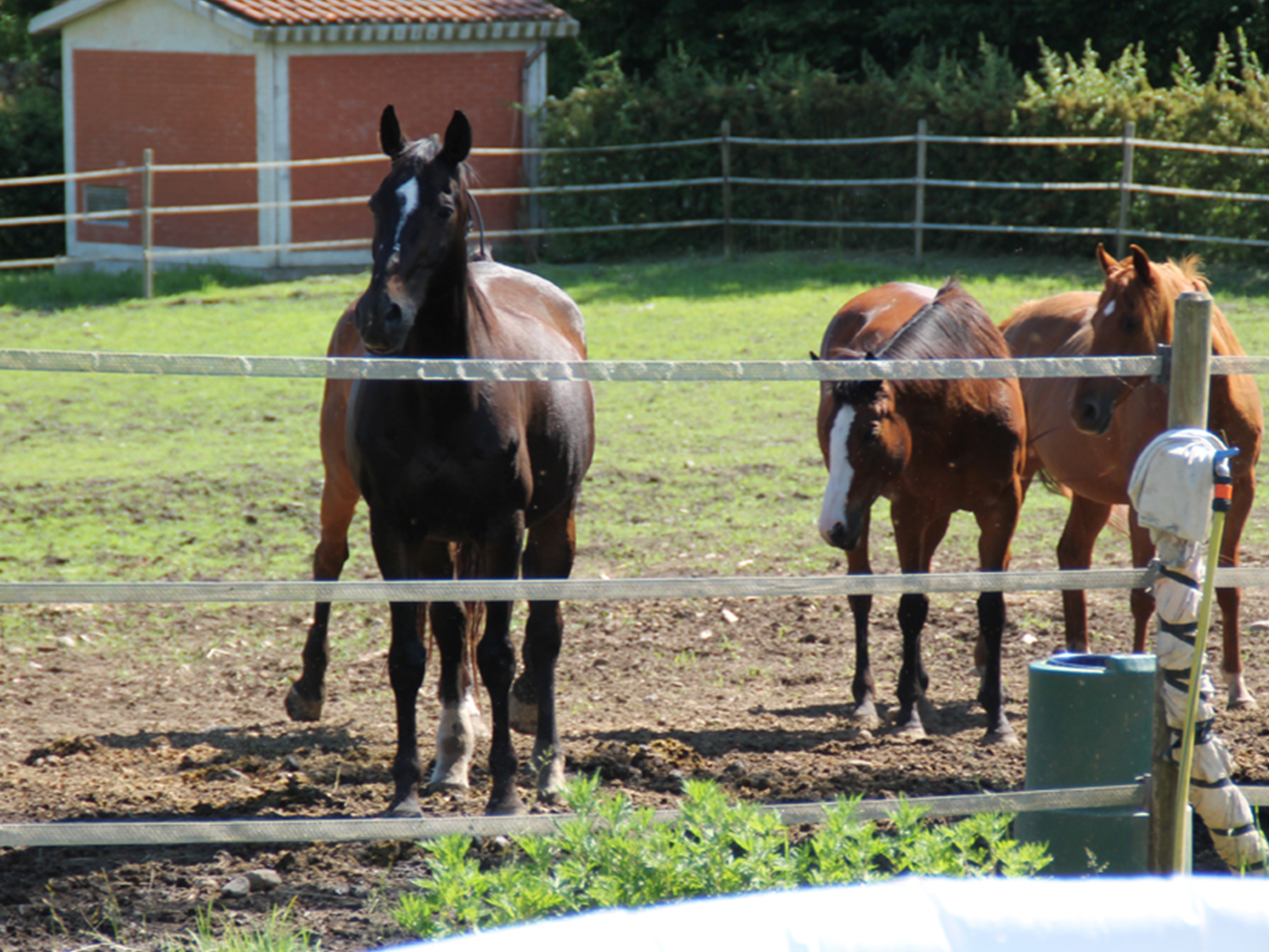 scuola_equitazione_pony_centro_ippico_la_fonda_varese_0007_630